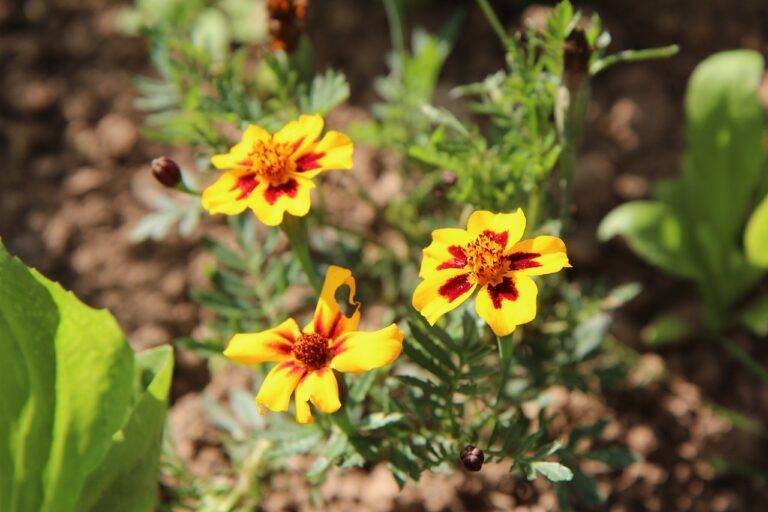 Analyzing the Role of Super PACs in Elections